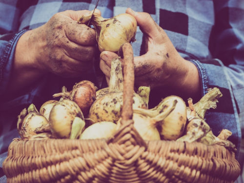 Farmers Market