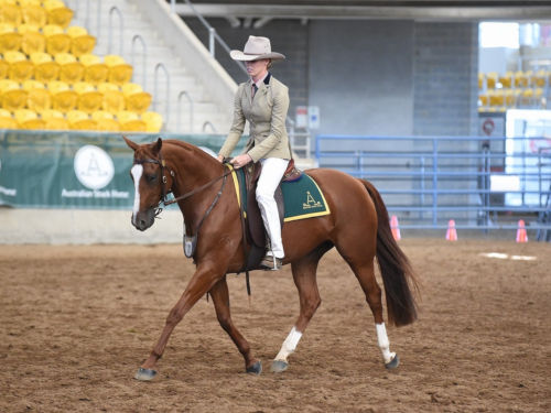 Horse Show